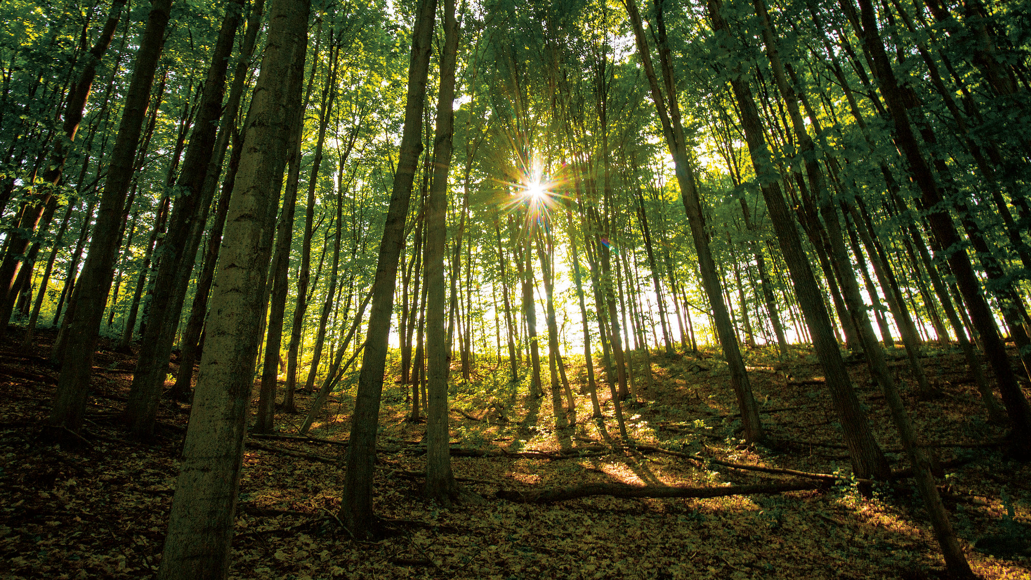 Sunset through Forest Canopy