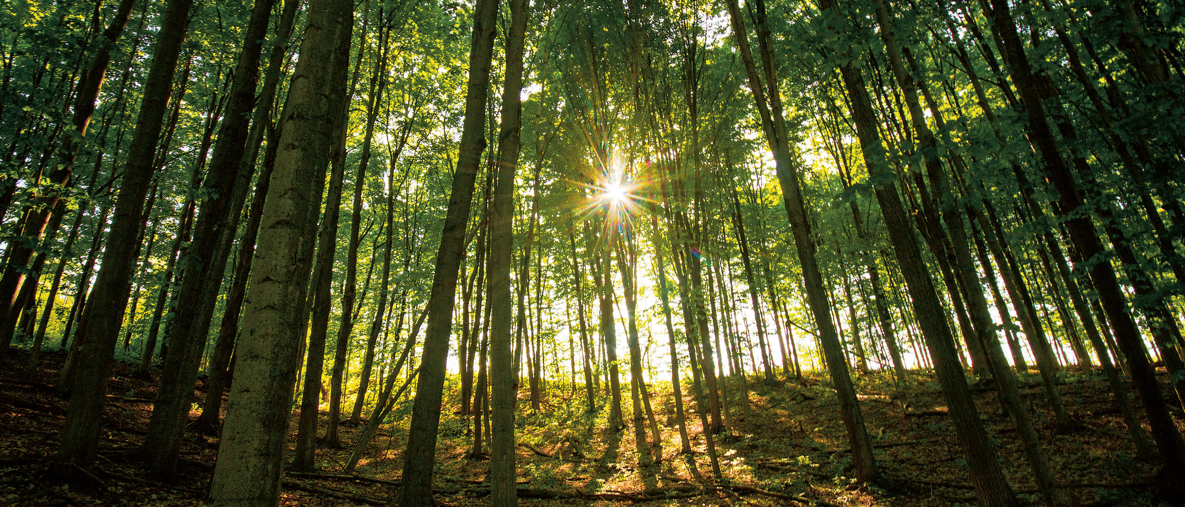 Sunset through Forest Canopy
