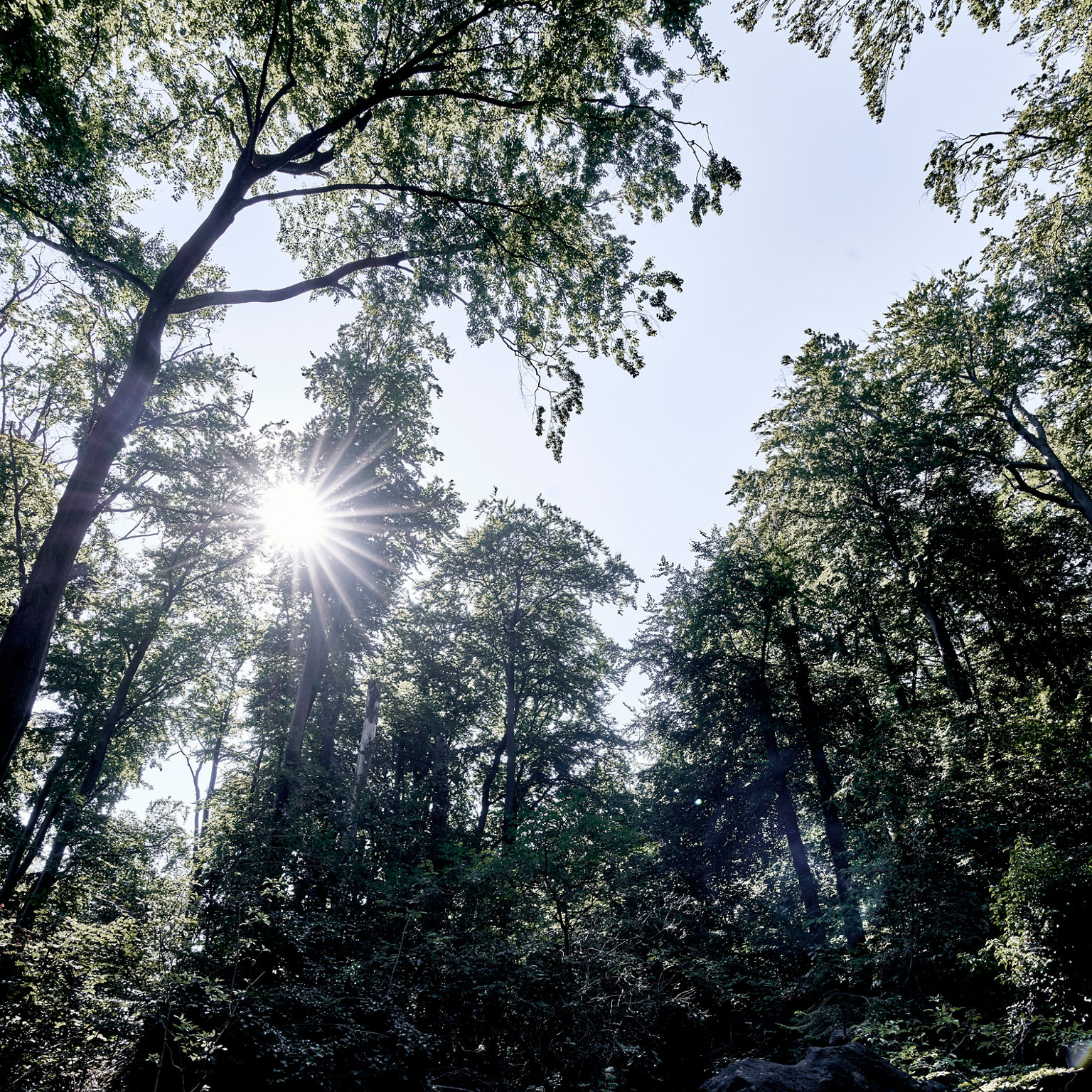 Sonnenlicht fällt durch die Bäume oberhalb der Felsformationen