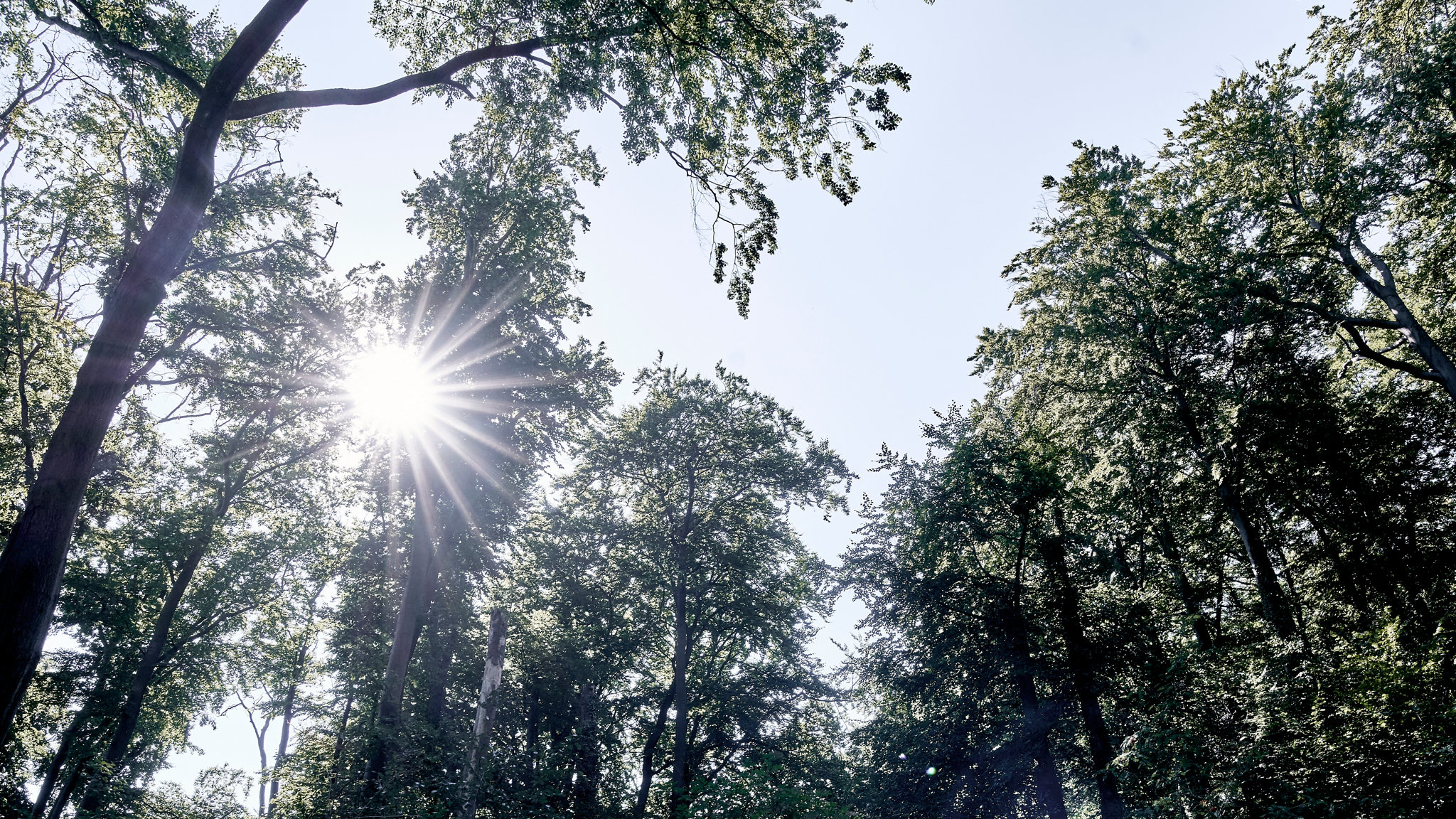 Sunlight falls through the trees above the rock formations