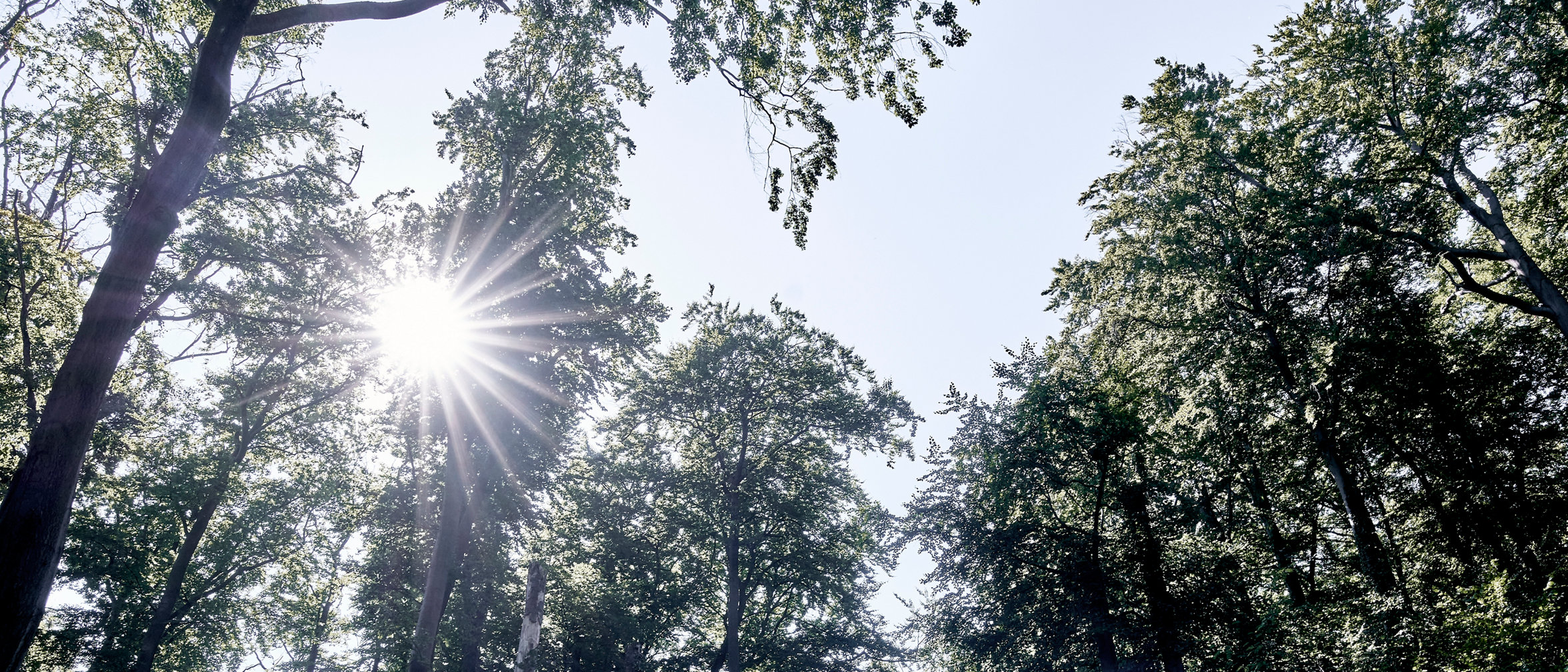 Sonnenlicht fällt durch die Bäume oberhalb der Felsformationen